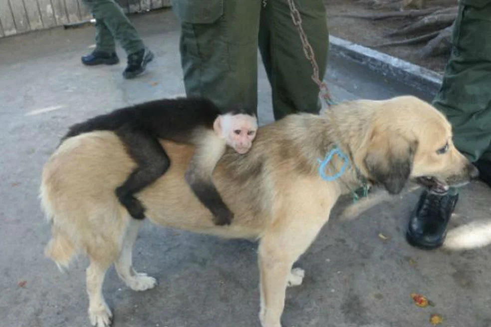 mico-y-perro-1.jpg