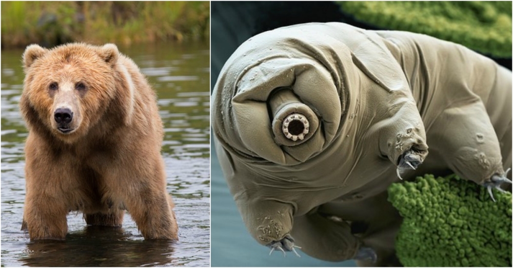oso-de-agua-el-animal-mas-fuerte-de-todos.jpg