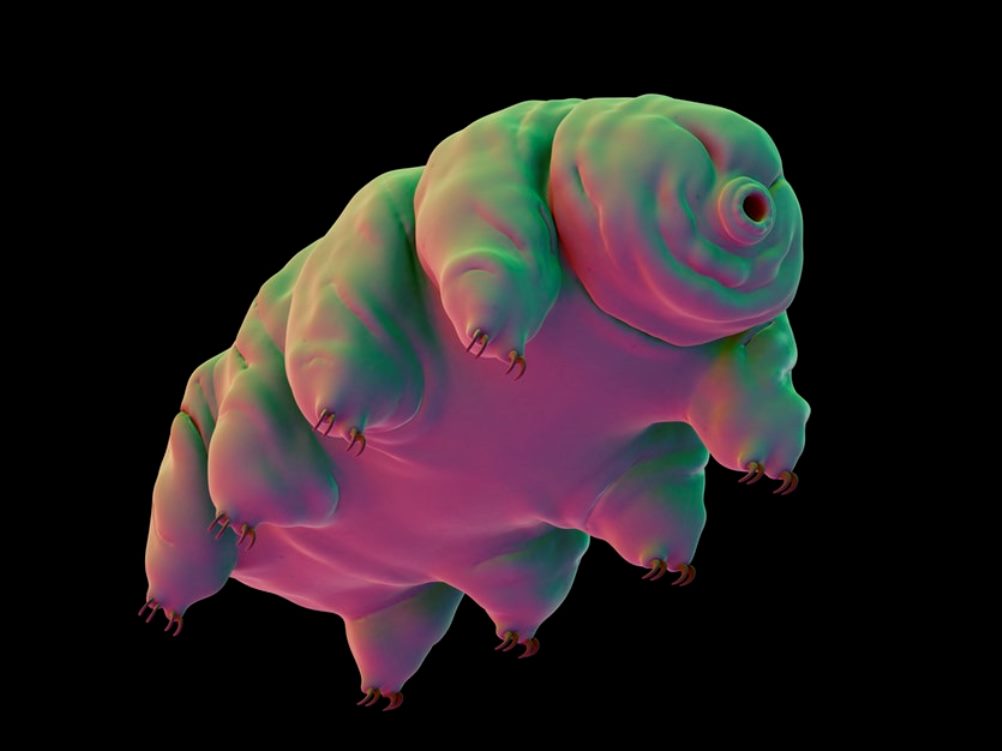 tardigrade.jpg