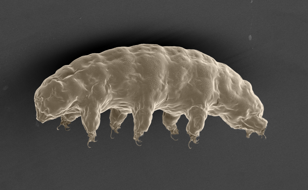 tardigrado.png