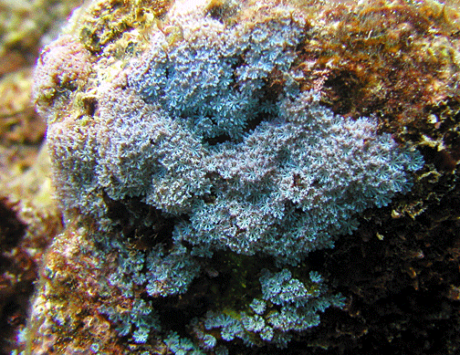 antxhelia-edmondsoni5x7.gif