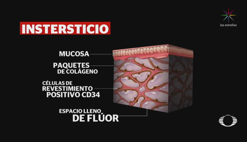 cual-es-la-funcion-del-intersticio-829436.jpg