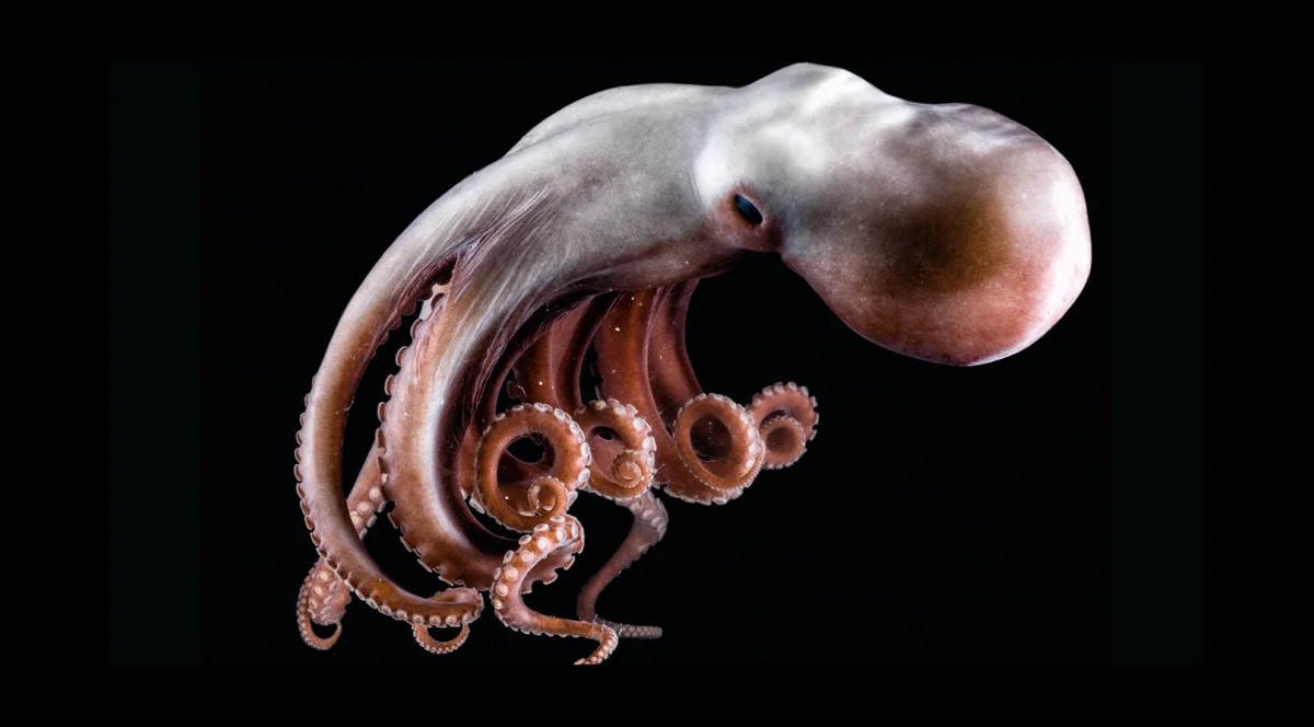 conocer-naturaleza-inteligencia-pulpo-xlsemanal-1-1.jpg