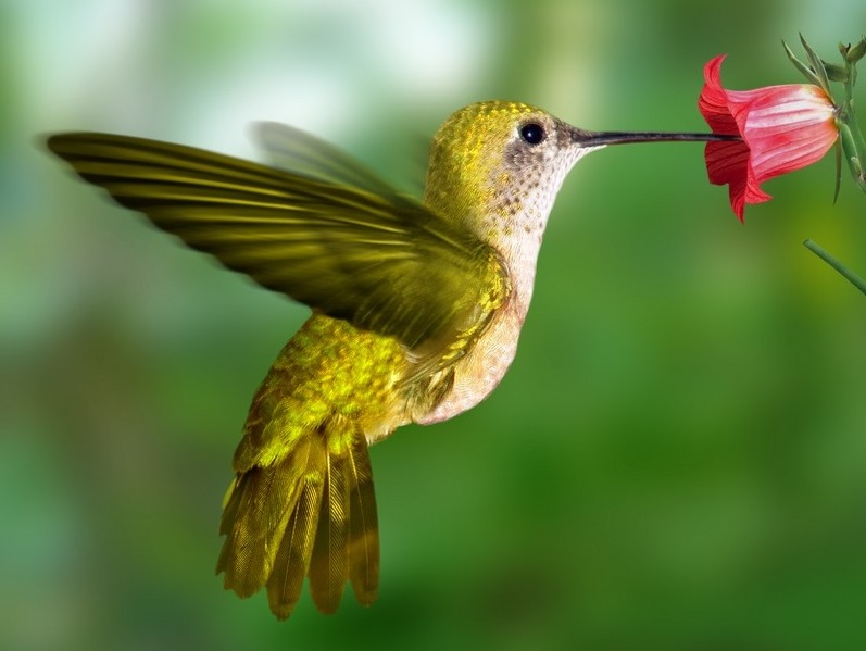 colibri-jaune.jpg