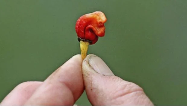 1525_gastronomia_620x350.jpg