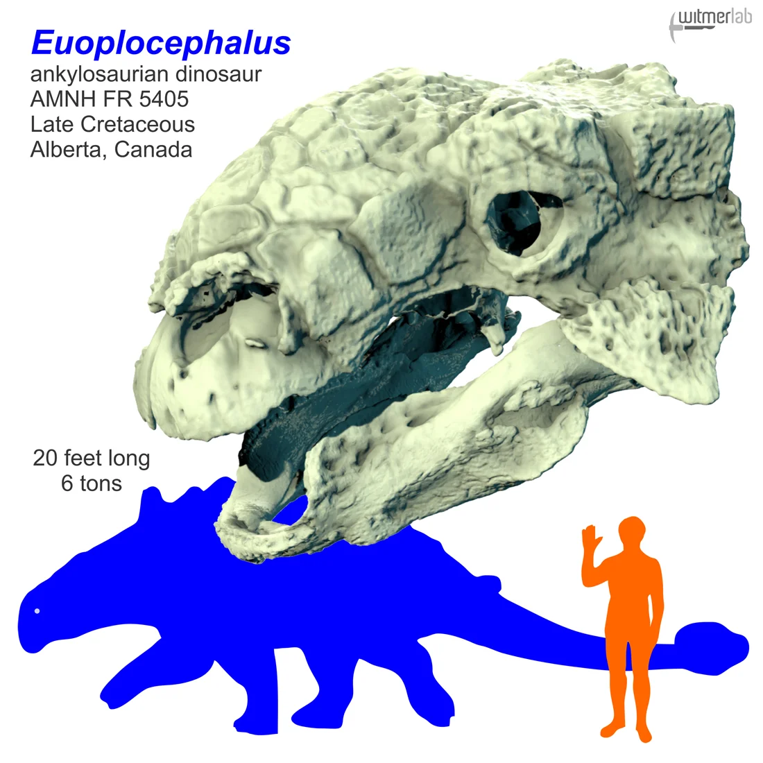 Euoplocephalus_skull_&_silhouette_human.jpg