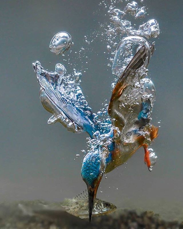 Un alcedino pescando.