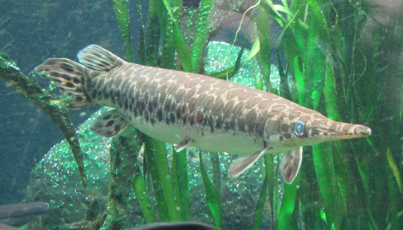 Kaimanfisch_(Lepisosteus_oculatus).jpg