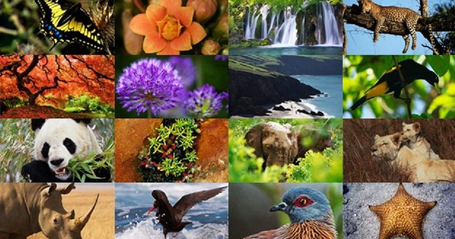 2018-12-13_5c11c8cdb842a_Biodiversidad2.jpg