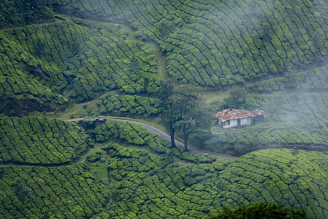 munnar-india.jpg