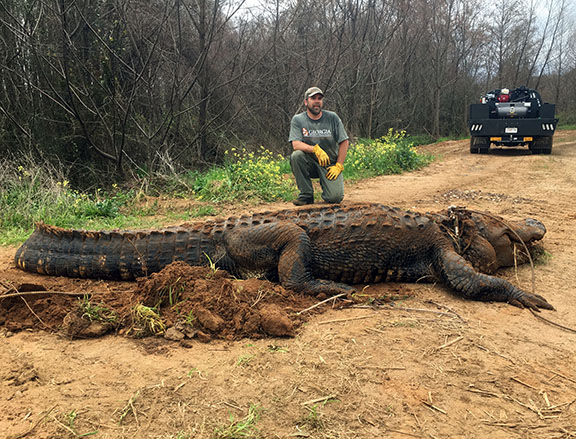 web-gator-pic.jpg