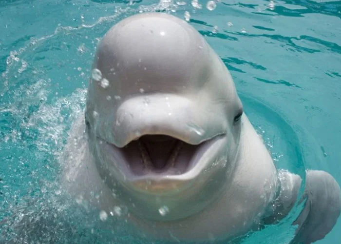 ballena-beluga.jpg
