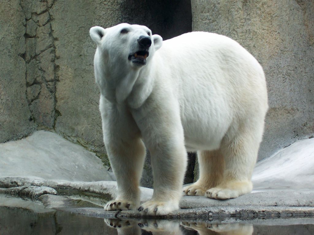 oso_polar.jpg