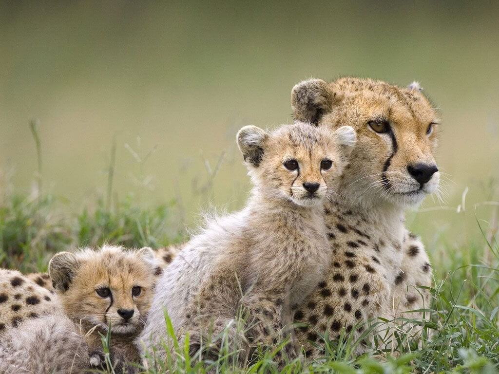 Leopardo-animales-en-vía-de-extinción.jpg
