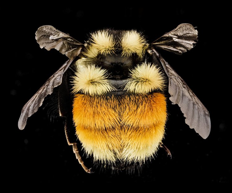 2_beesdroege_14556983259_e3b4e6e9fe_k.jpg