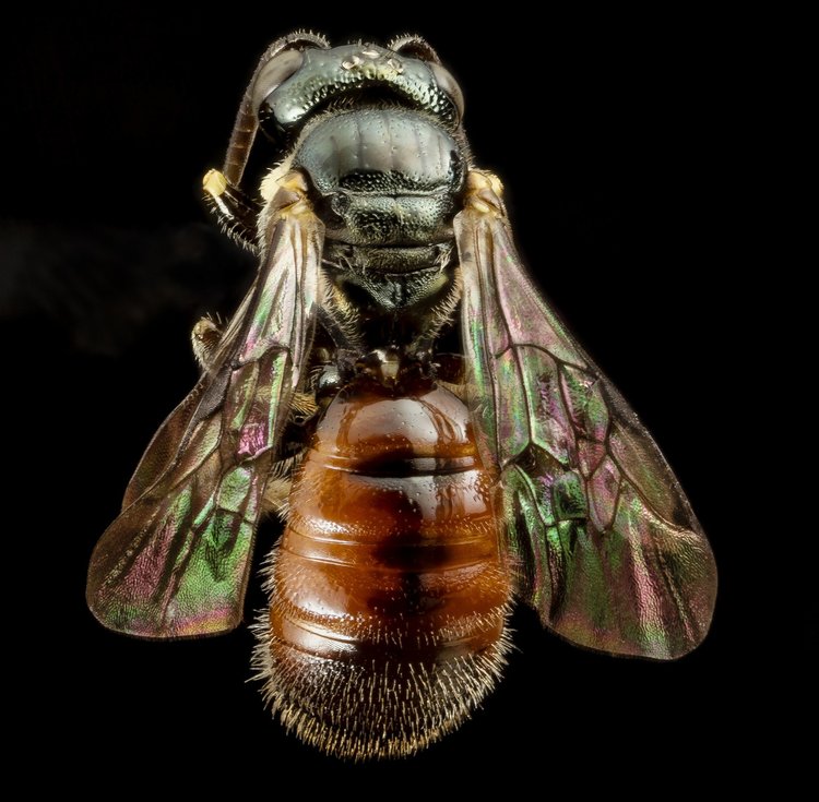 5_beesdroege_14906230320_b3ff140247_k.jpg