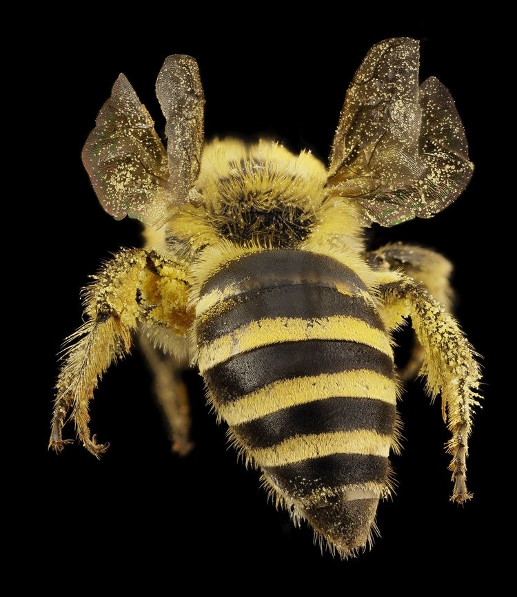 7_beesdroege_14939760767_13ef6e9f24_k_c.jpg