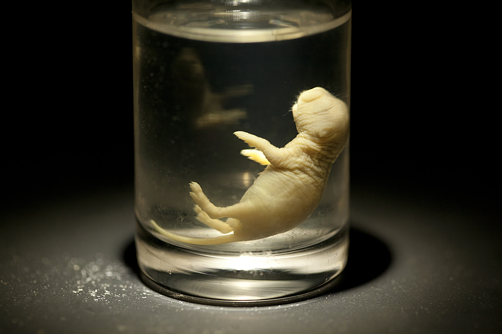 Museum-of-Postnatural-History-baby-lab-rat-0376_1000.jpg