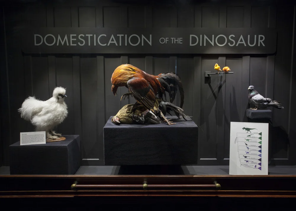 DomesticationOfTheDinosaur2_1000.jpg