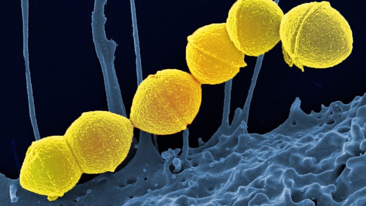 cnn-bacteria-2-.jpg