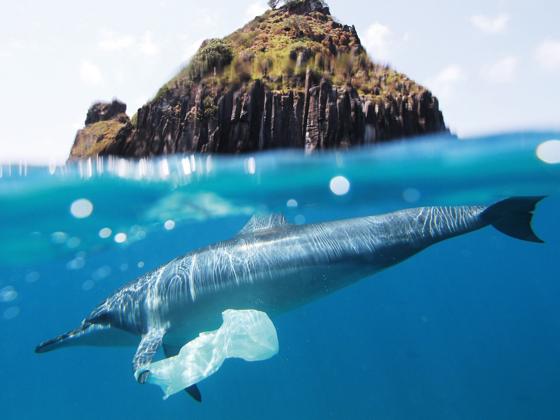 guardianas-oceanos-documental-blue-k3GD-U5020805426004HF-560x420@MujerHoy.jpg
