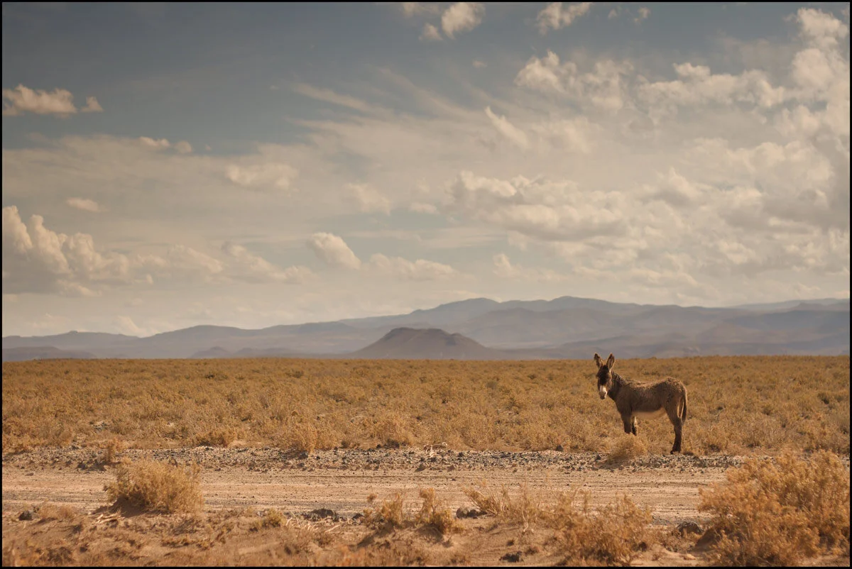 Donkey Mexico Landscape_3x5.jpg