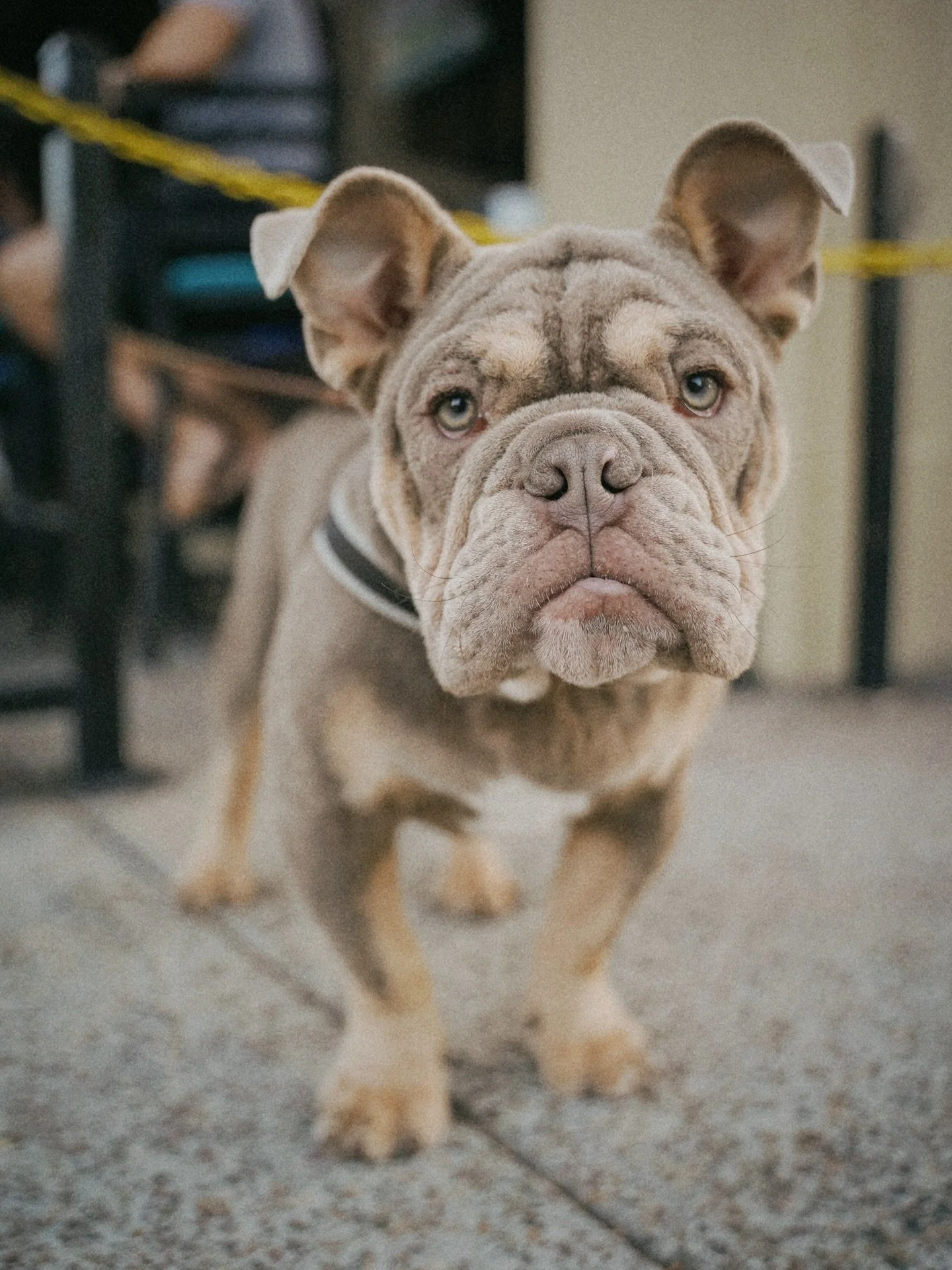 Good boys deserve good bites 🐾 Bring your pup and join us on the patio for lunch! 🌮