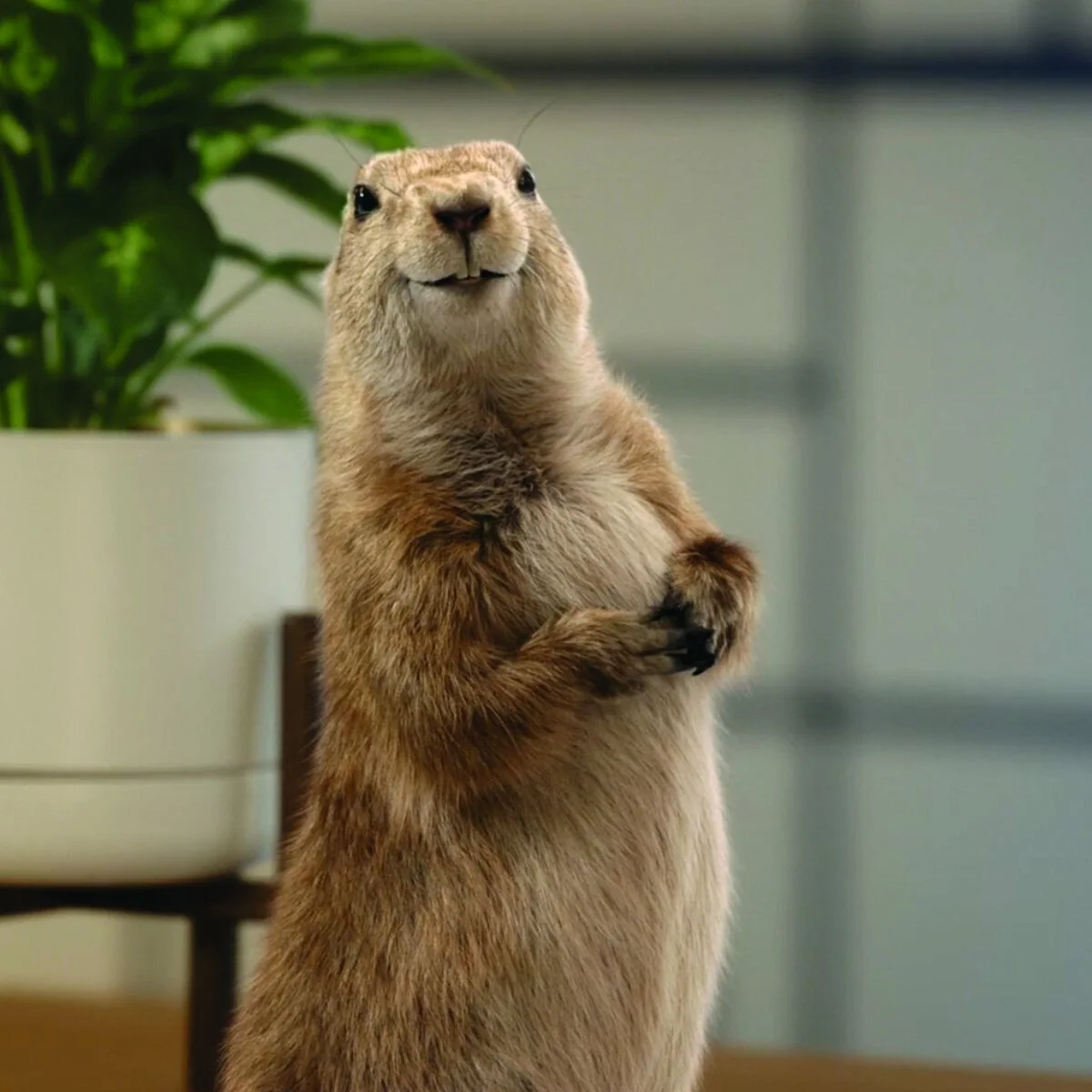 Gopher.jpg
