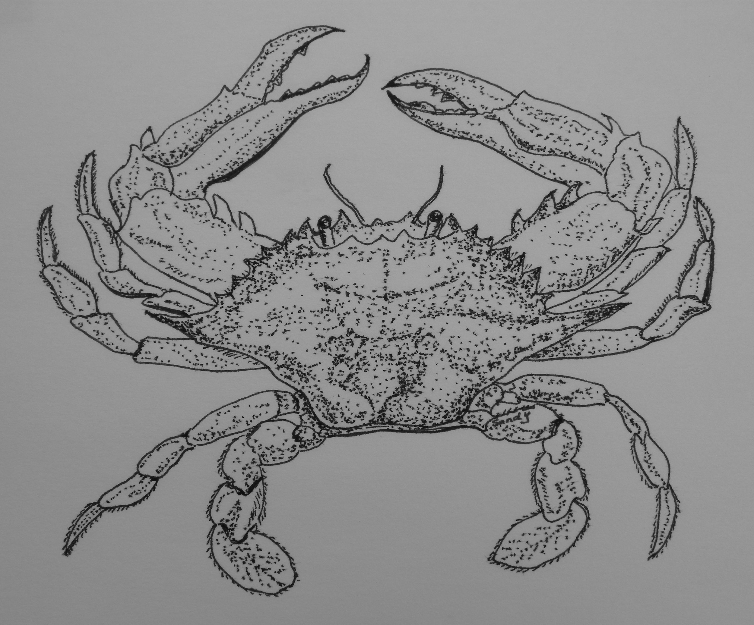 2009-06-Crab.JPG