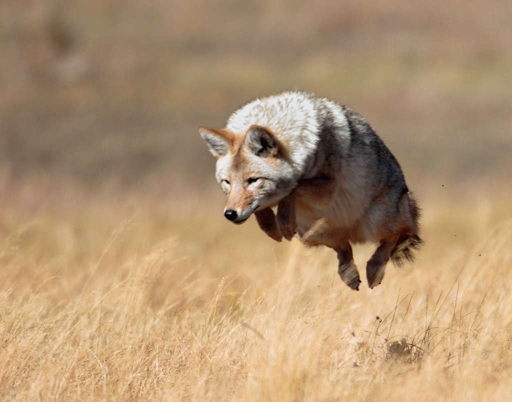 Coyote.jpg