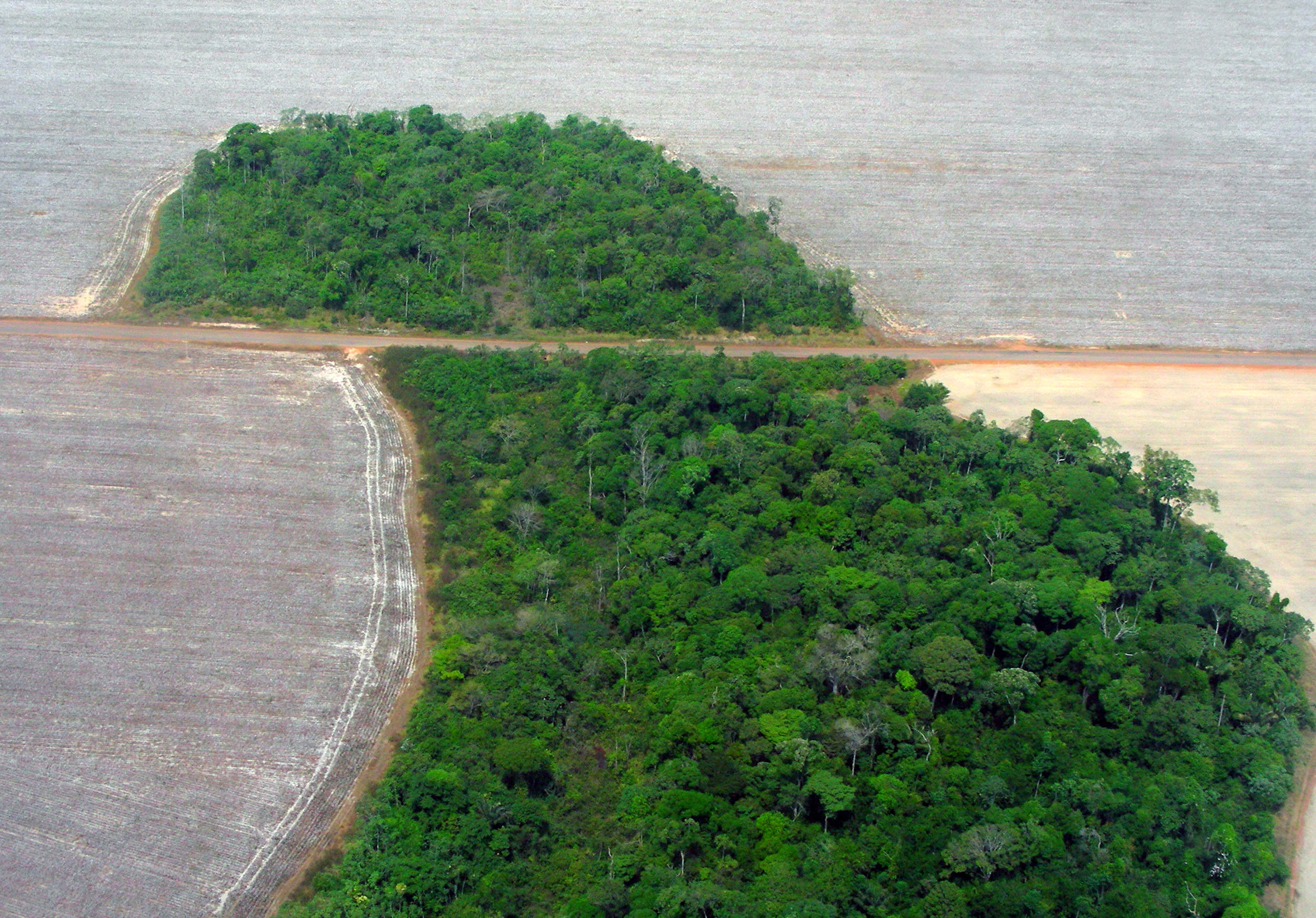 Deforestation Tree Island.jpg