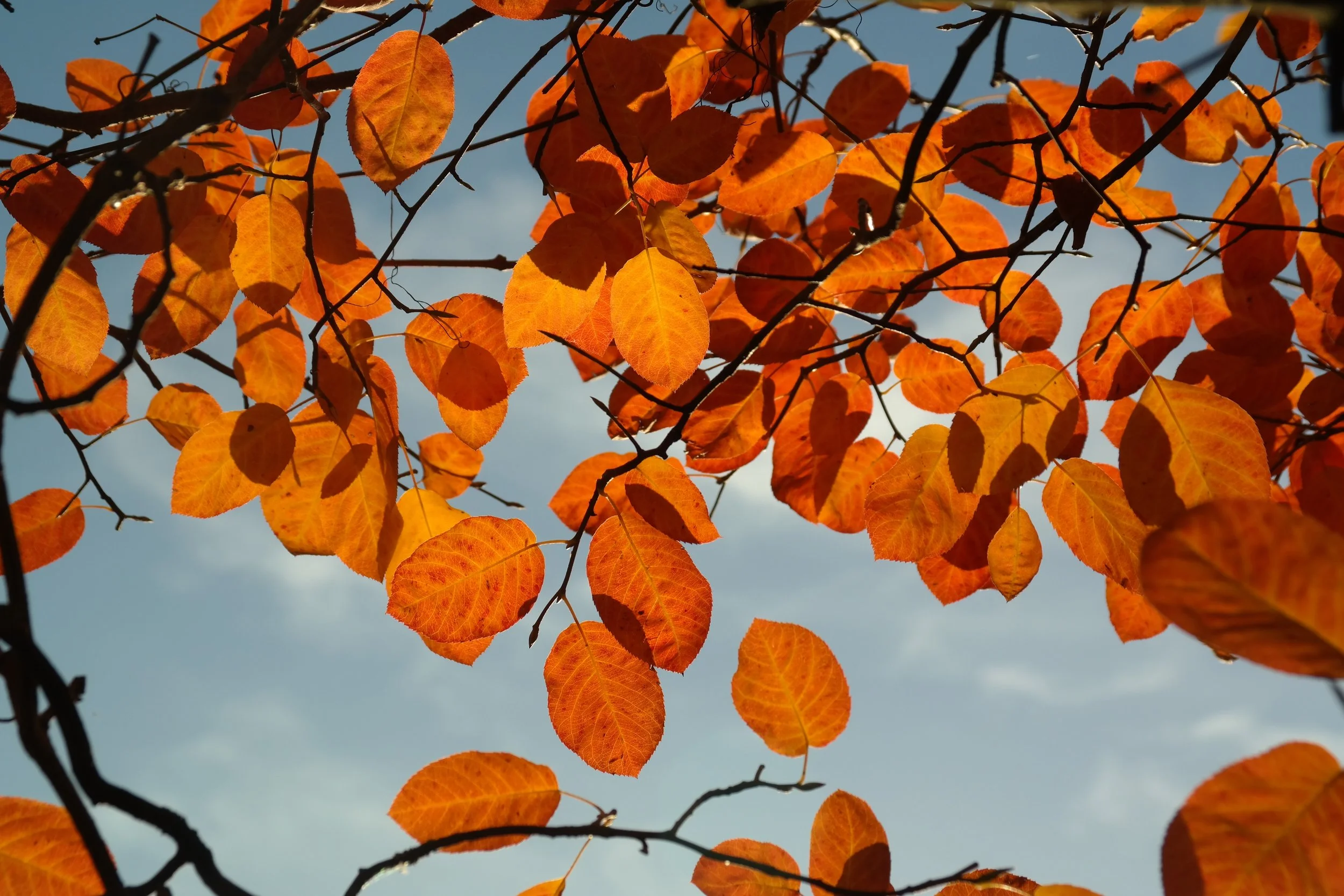amelanchier-leaves-autumn-orange-59853.jpeg
