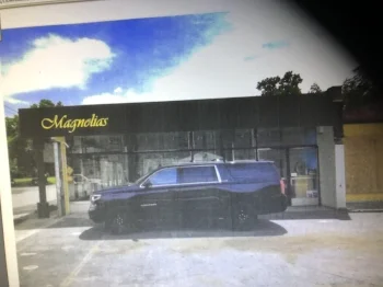 Magnoliass.jpg