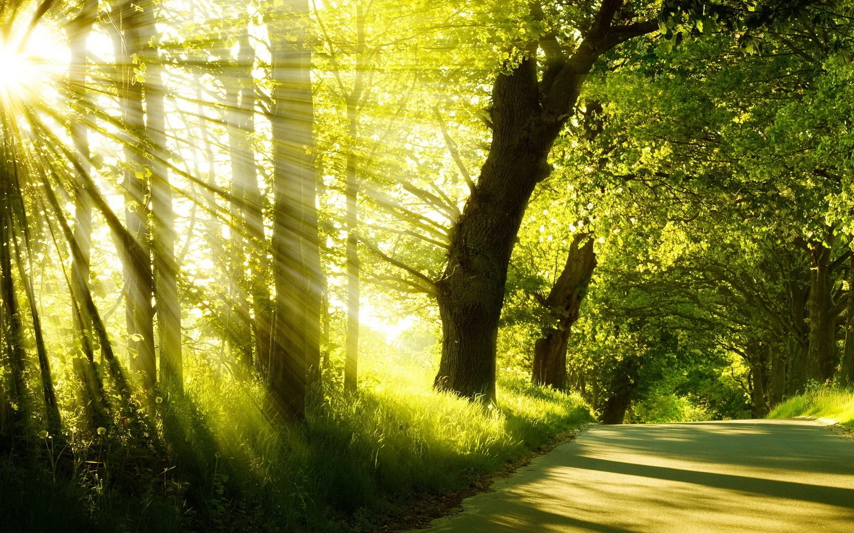 Sun-light-through-the-trees (1).jpg