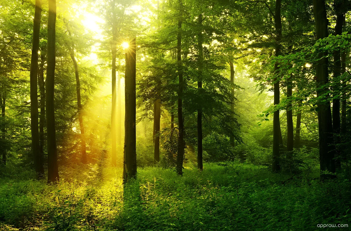 p-sun-shining-through-forest-1ChHNEkak8-1.jpg