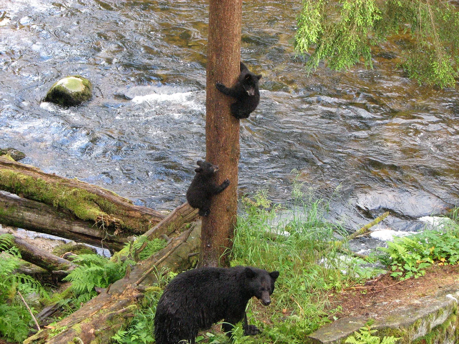 bear and cubs.jpg