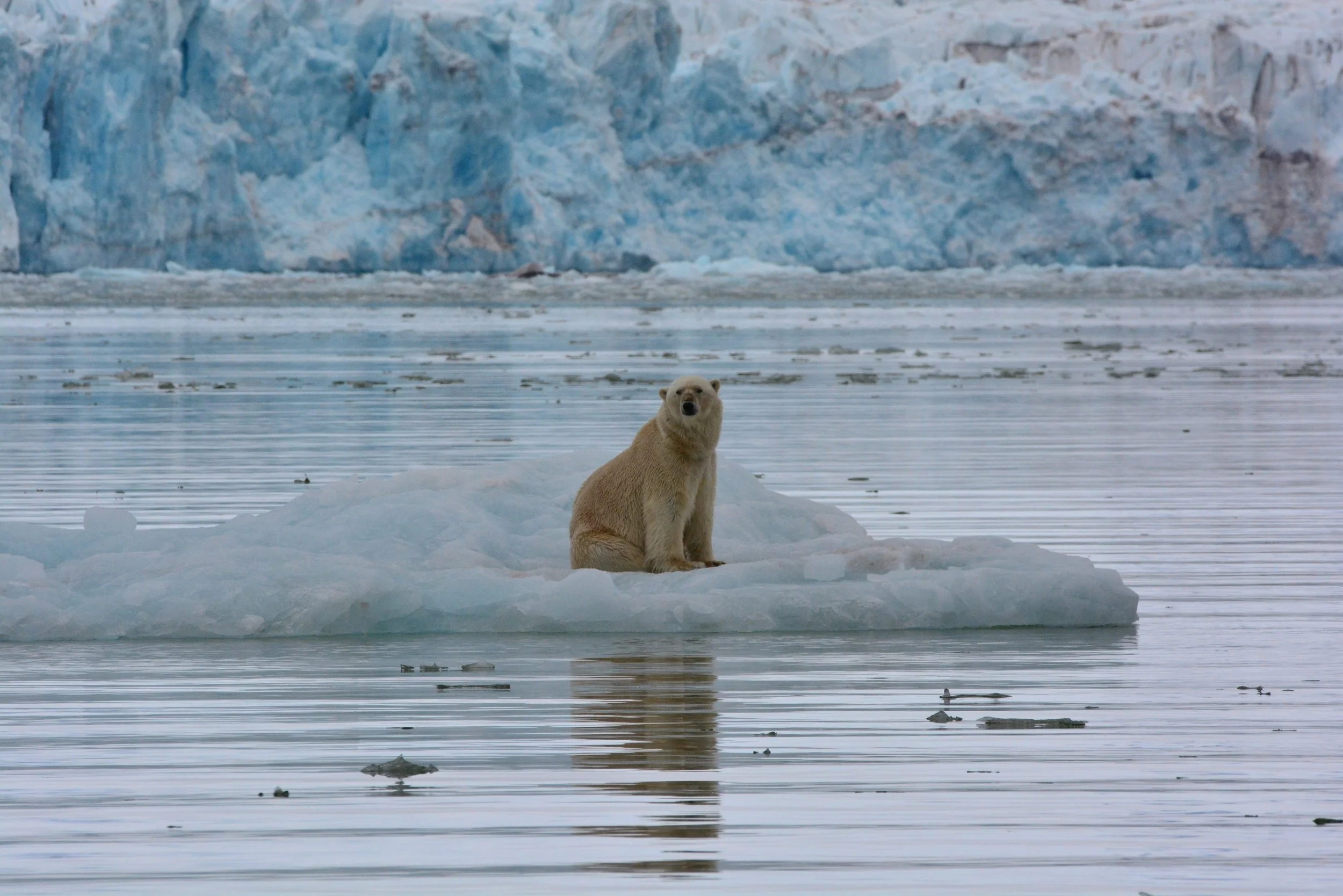 Polar Bear.jpg