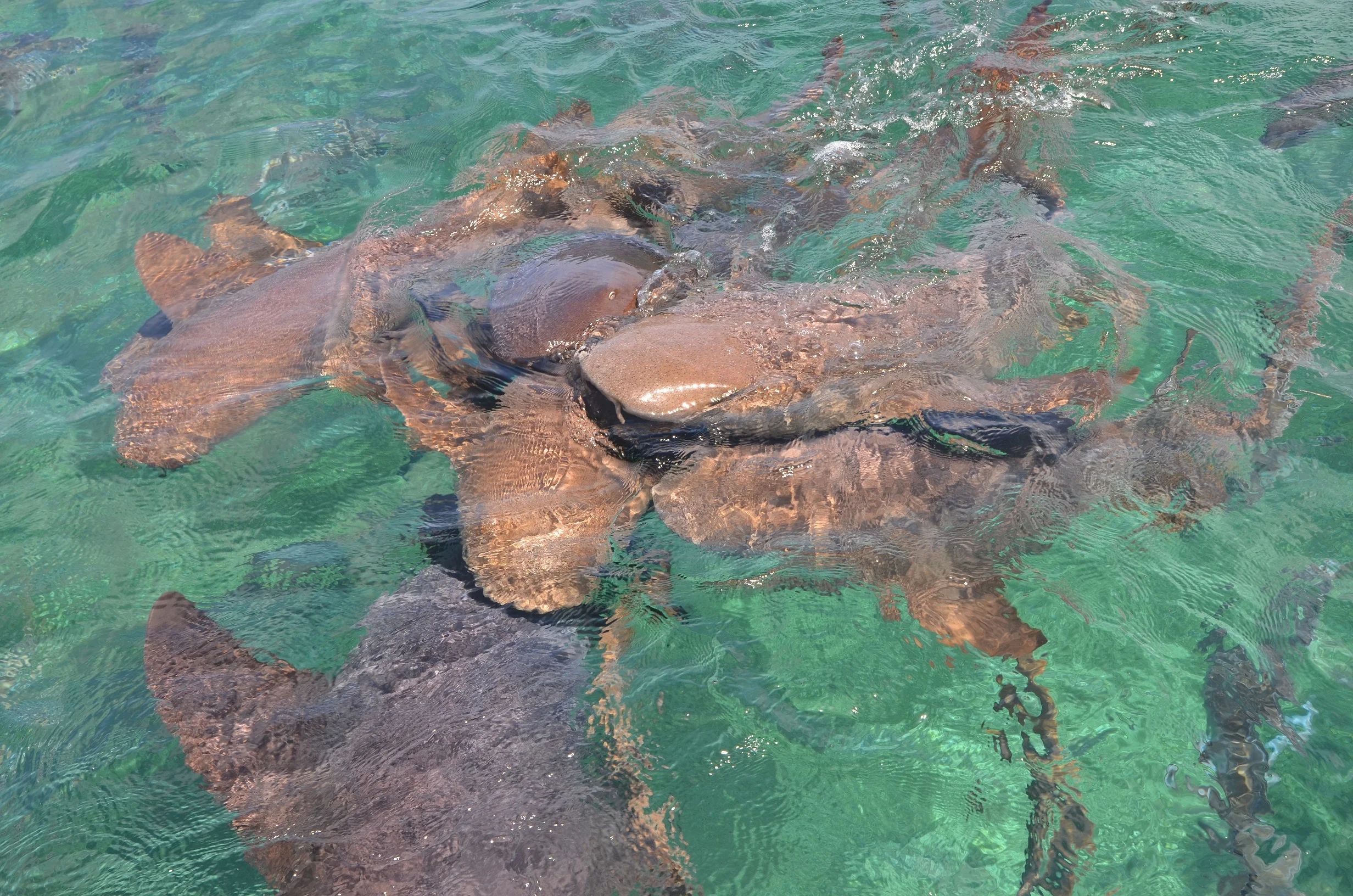 Hol Chan Marine Reserve: Shark Ray Alley...nurse sharks off the back of the yacht.