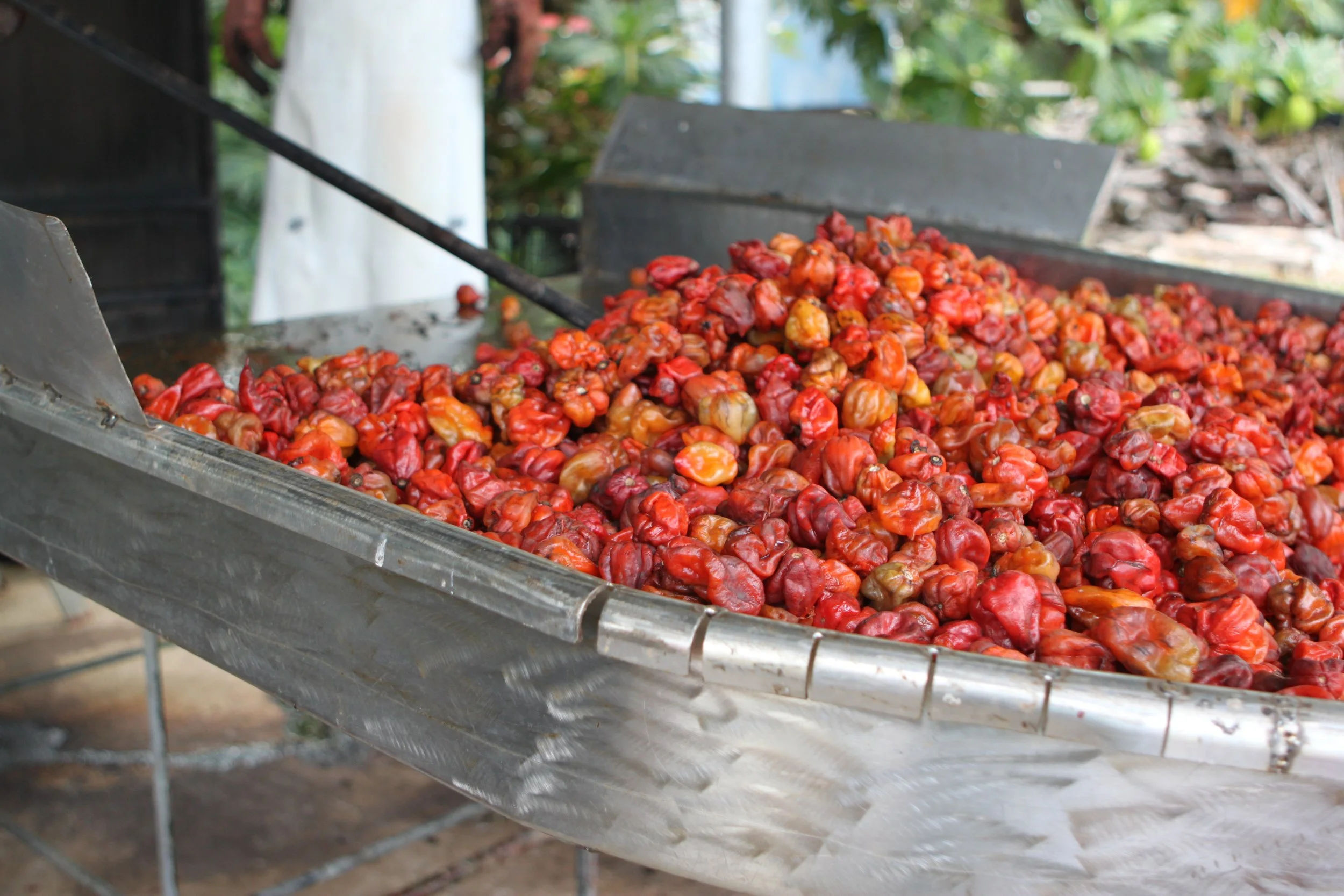 Red Habanero.jpg