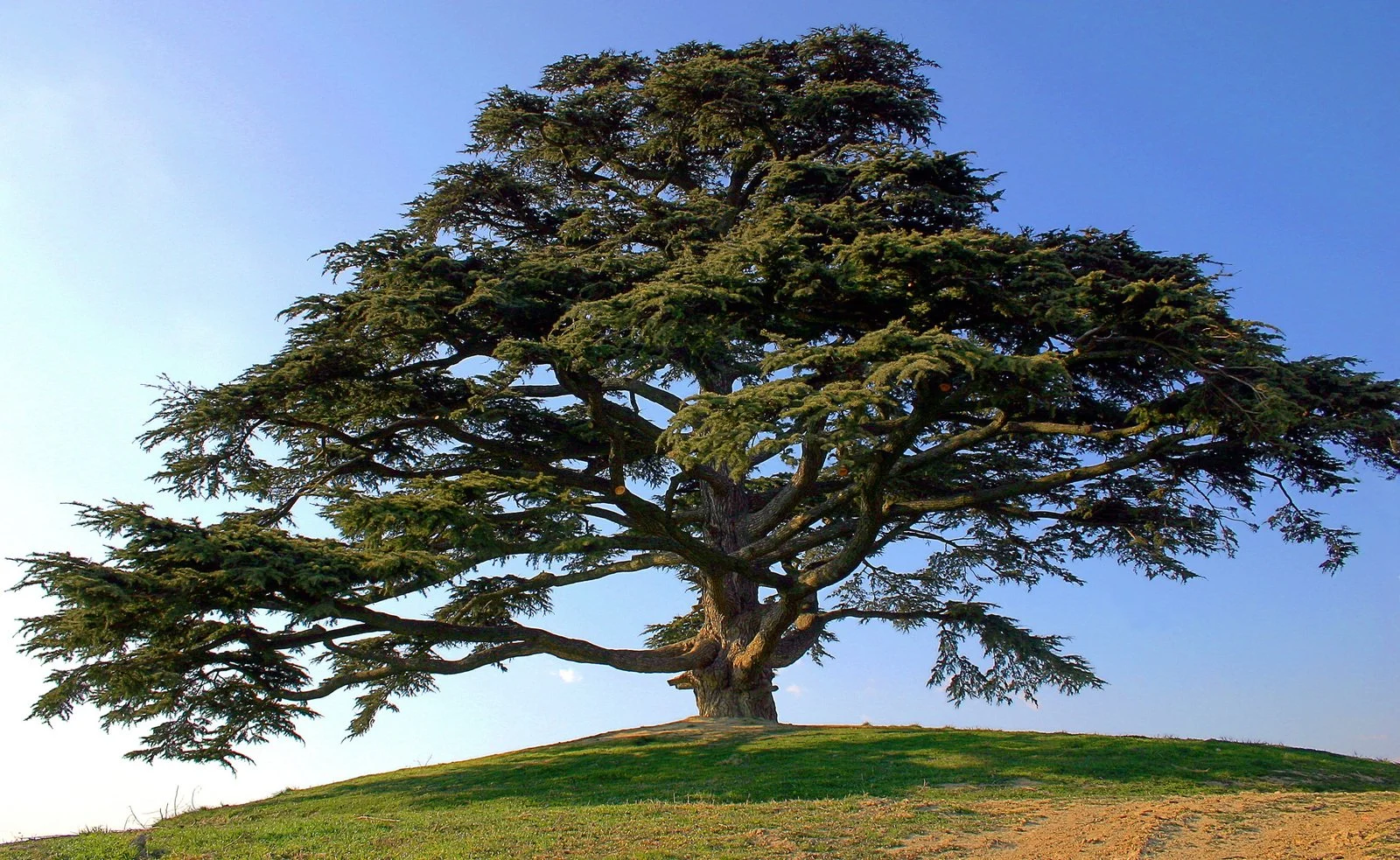 Be the Oak Tree