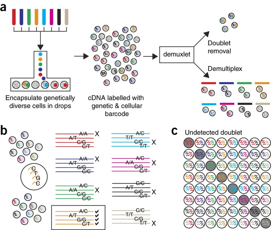 Demuxlet, a computational method that enables cost-effective single-cell sequencing of many samples published in Nature Biotechnology. This work paves the way for population scale application of single cell genomics. Congratulations to Hyun Min Kang (University of Michigan) and graduate students Sasha Targ and Meena Subramaniam. Read more