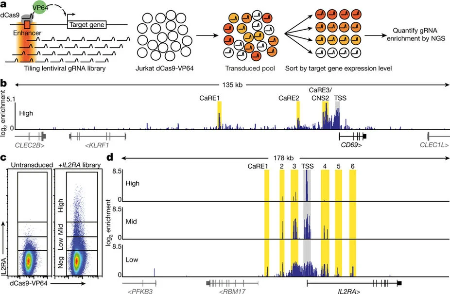 Characterization a Type-1 diabetes associated variant using genome engineering published in Nature. Joint work with the Marson lab. Press release
