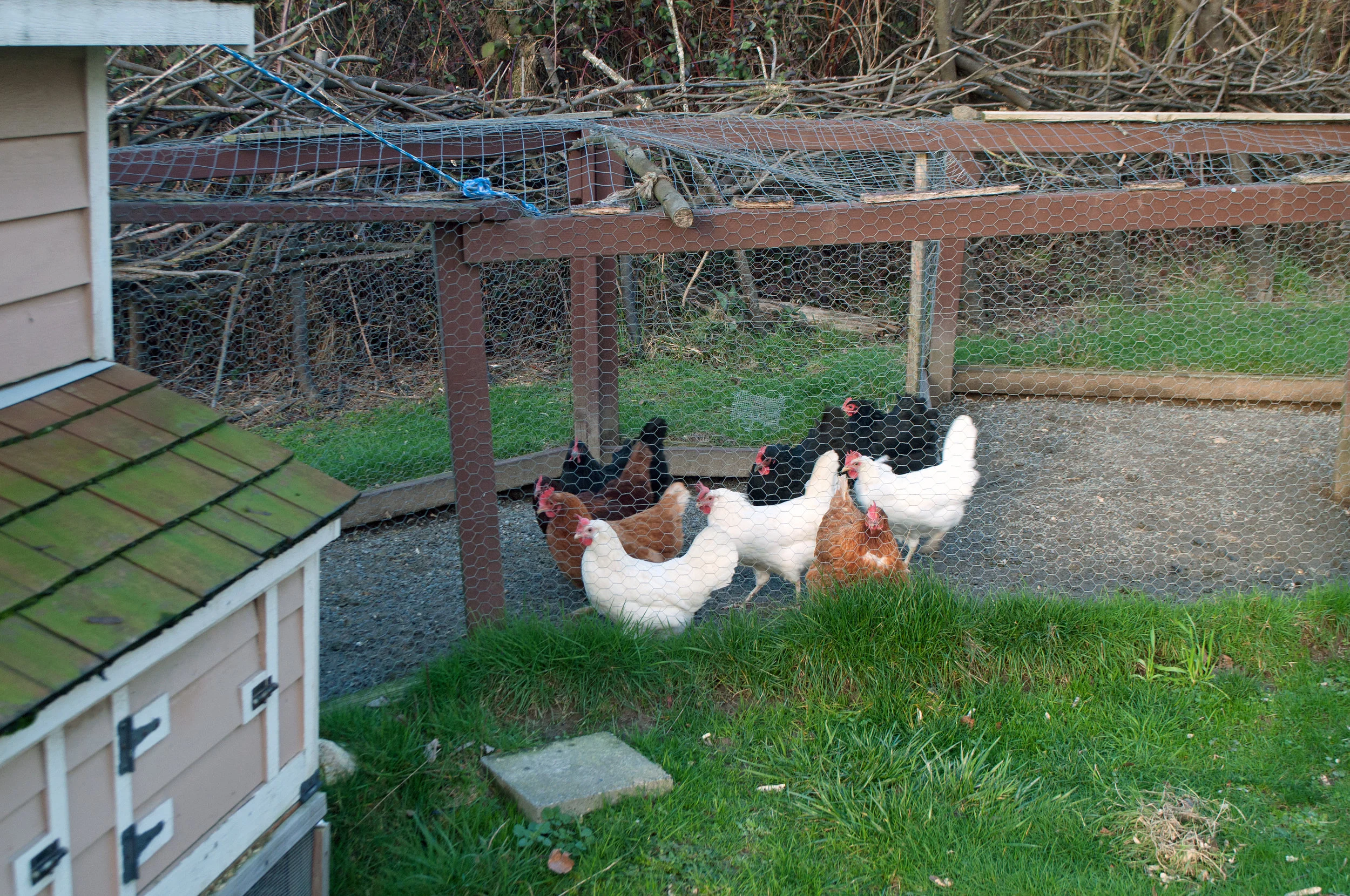 Chickens in my neighborhood