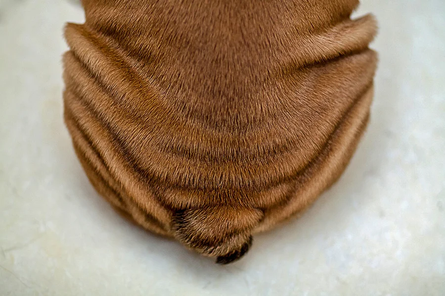 coco-butt.jpg
