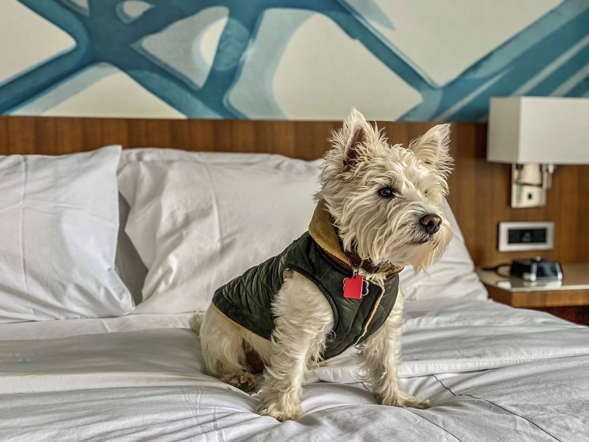 Copy of Copy of mc-ithmc-pet-friendly-room-20259.jpg