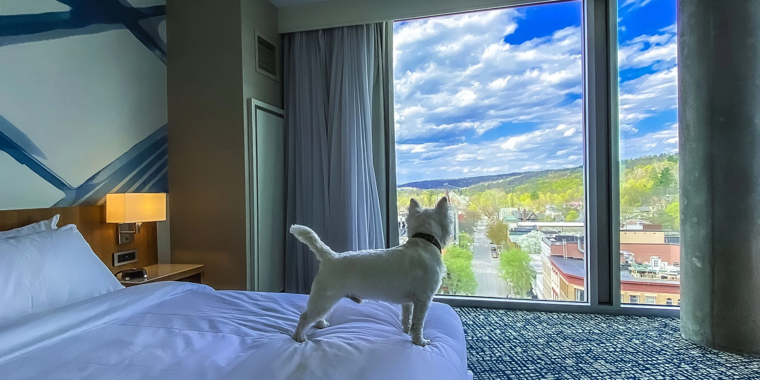 Copy of Copy of mc-ithmc-pet-friendly-rooms-18458.jpg