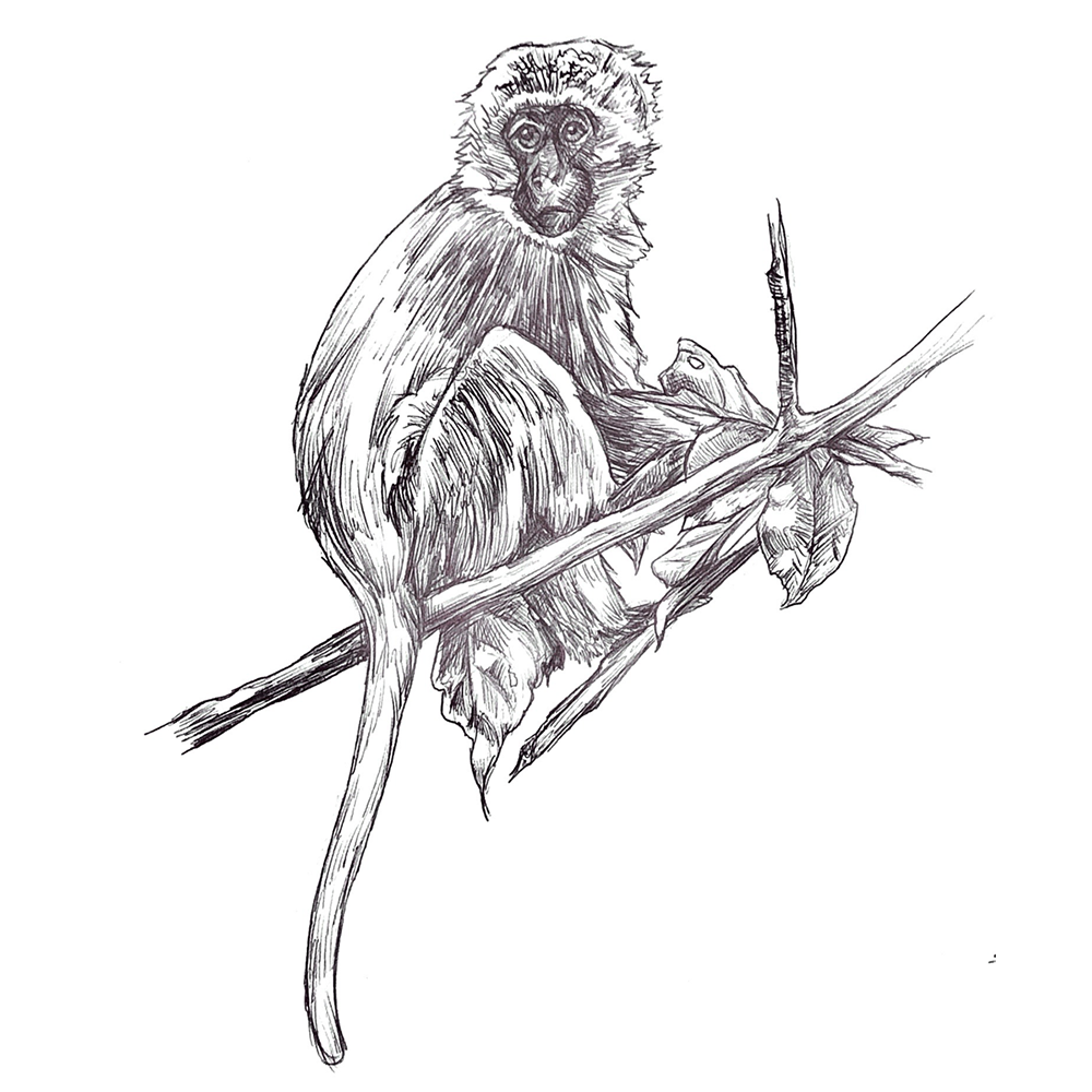 Drawing A Monkey With An Ink Pen And Pencil Background, Monkey Drawing  Pictures Background Image And Wallpaper for Free Download