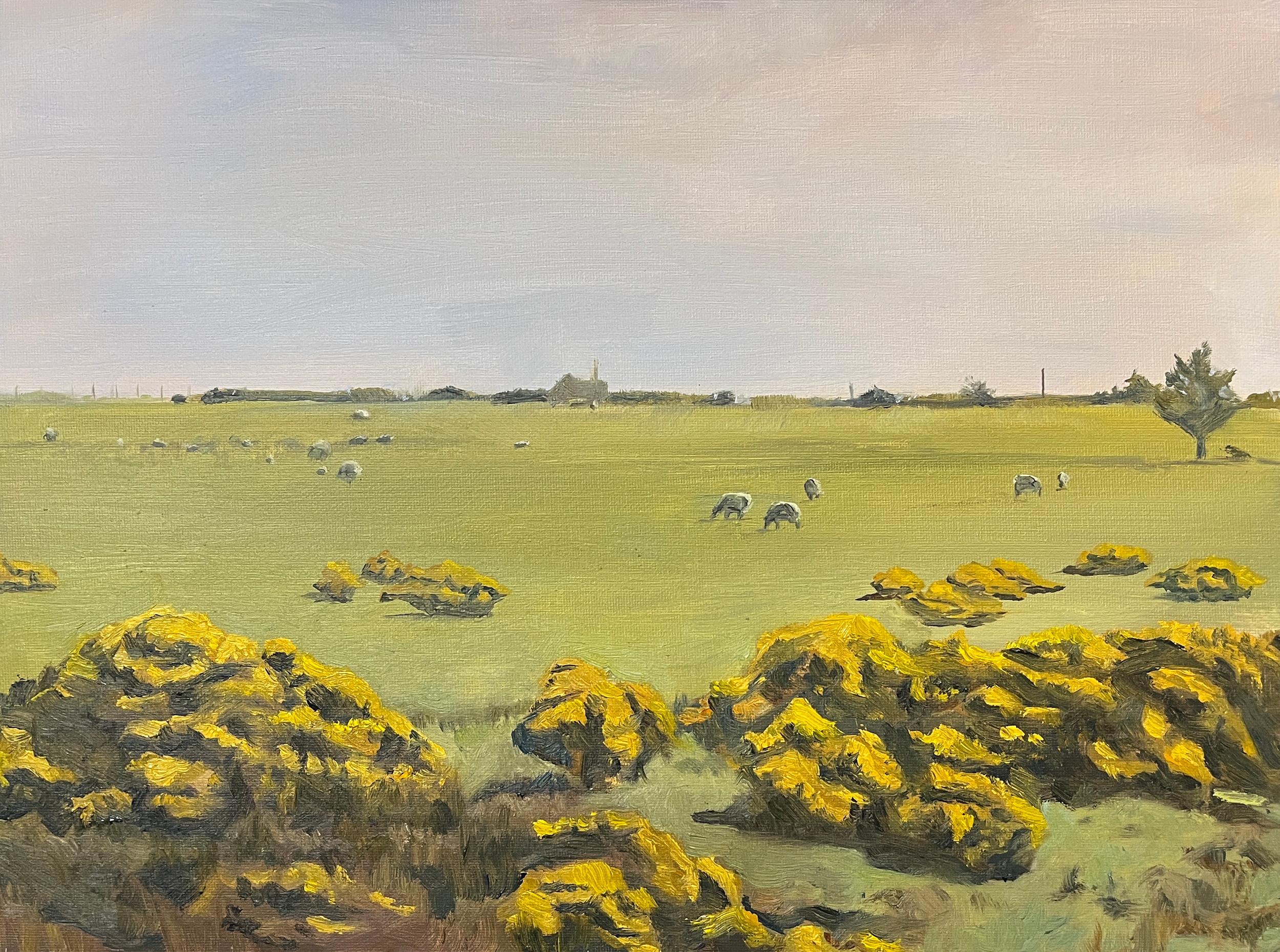 Dream Sheep, 2025. Oil on Canvas Panel, 12 x 16 in