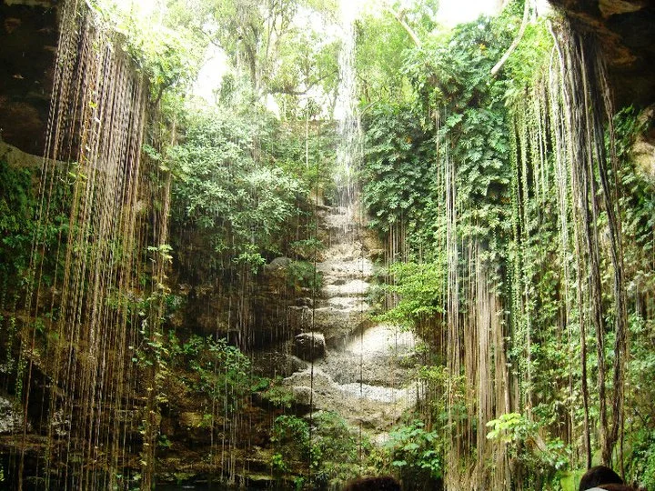 Jungle vines descending the Sacred Cenote