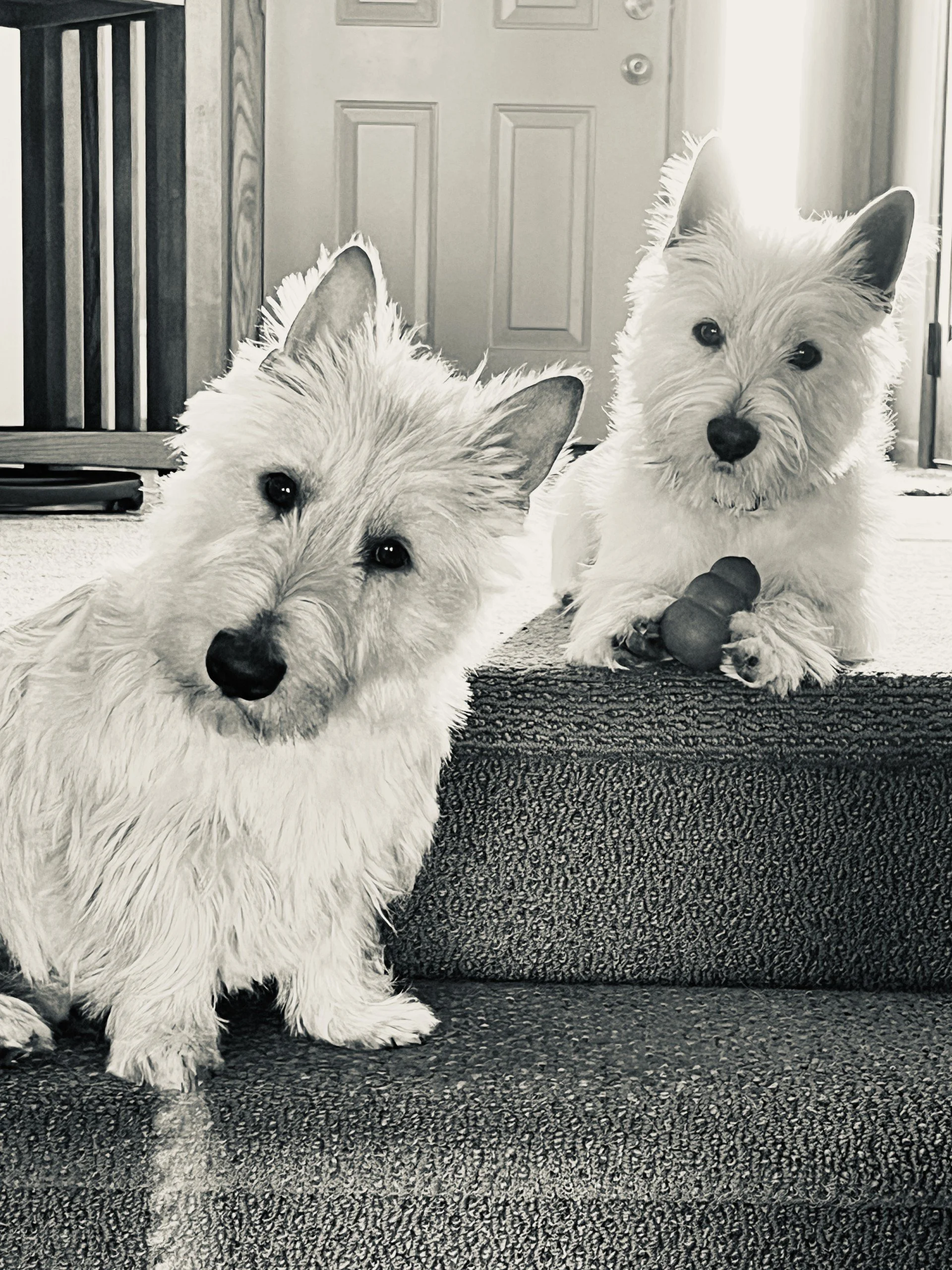Ollie and Finn.jfif